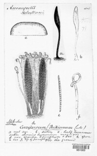 Image of Geoglossum peckianum